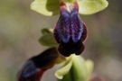 Ophrys iricolor